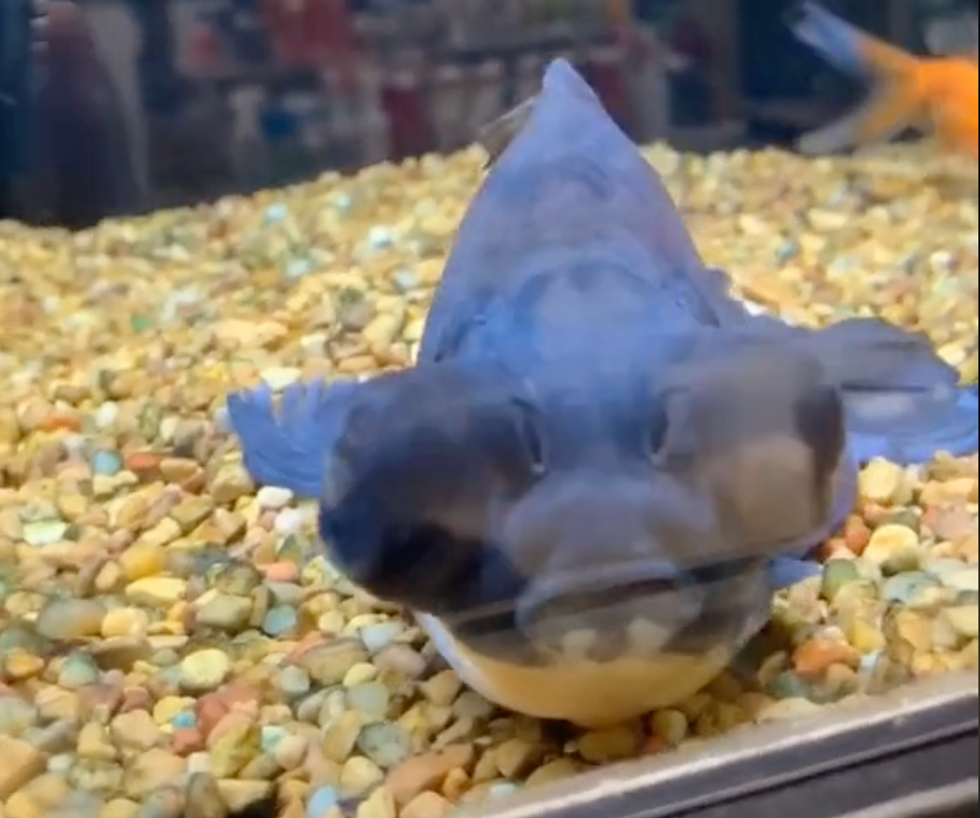 goldfish gets nursed back to life, animal tiktok, fish tiktok