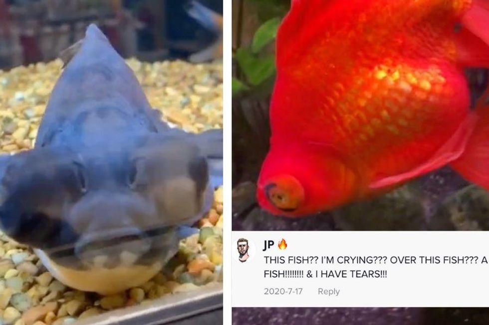 Watch this fish undergo a huge transformation after getting a little love and care