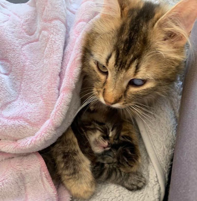 cat hugs kitten