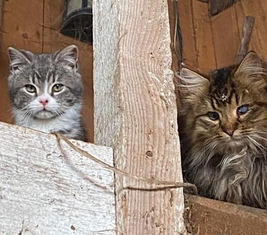 stray farm cats