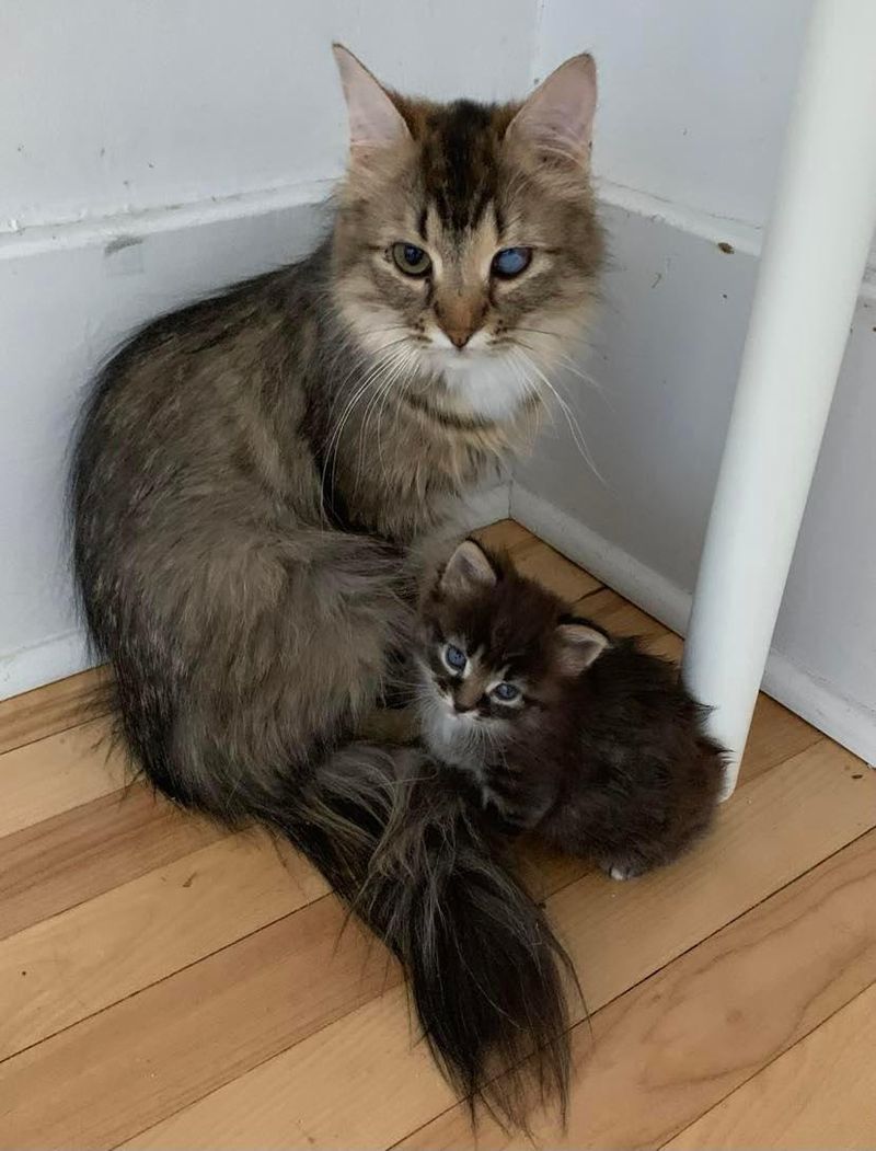 cat mom kitten