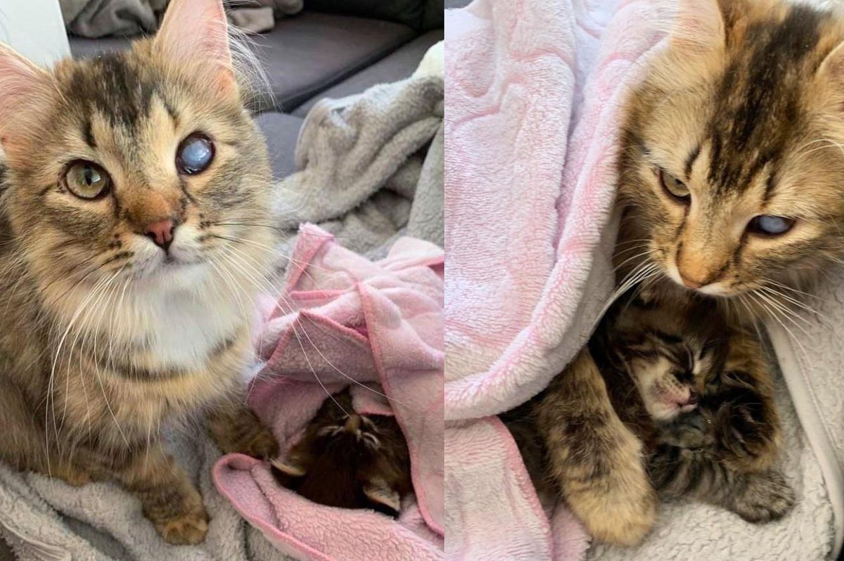 Cat Waited Her Whole Life to Be Indoors, is Now Living the Dream Life with Her Kitten