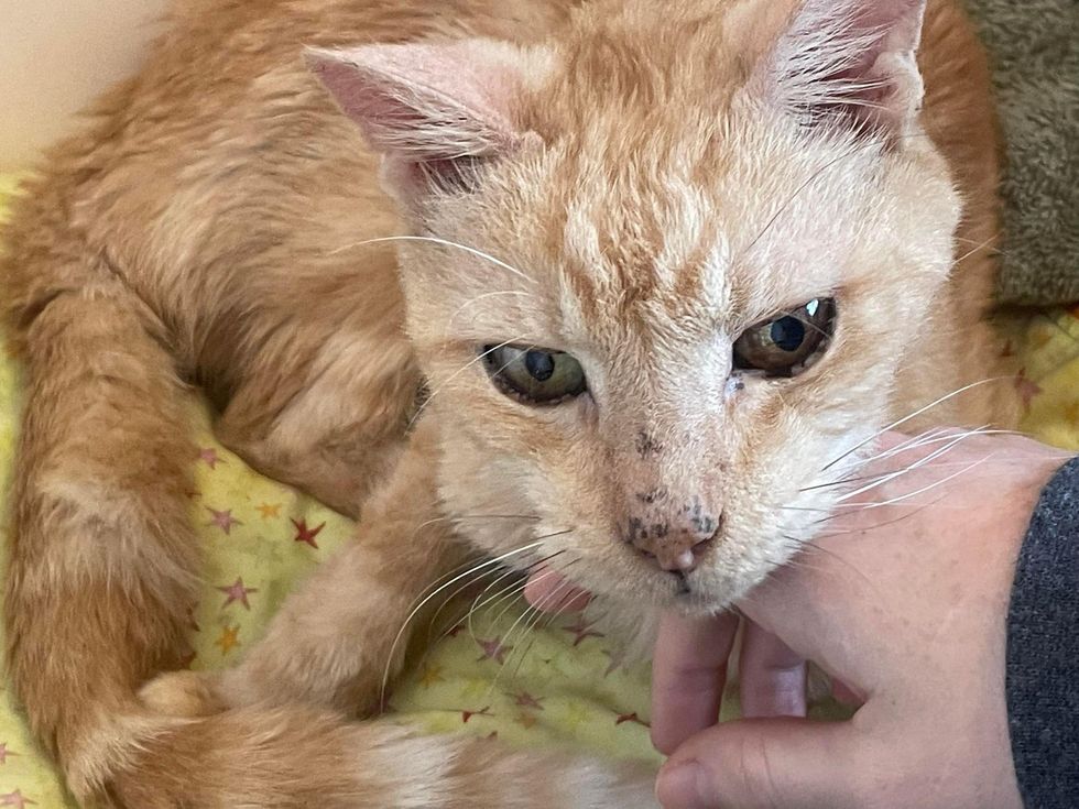 orange older cat