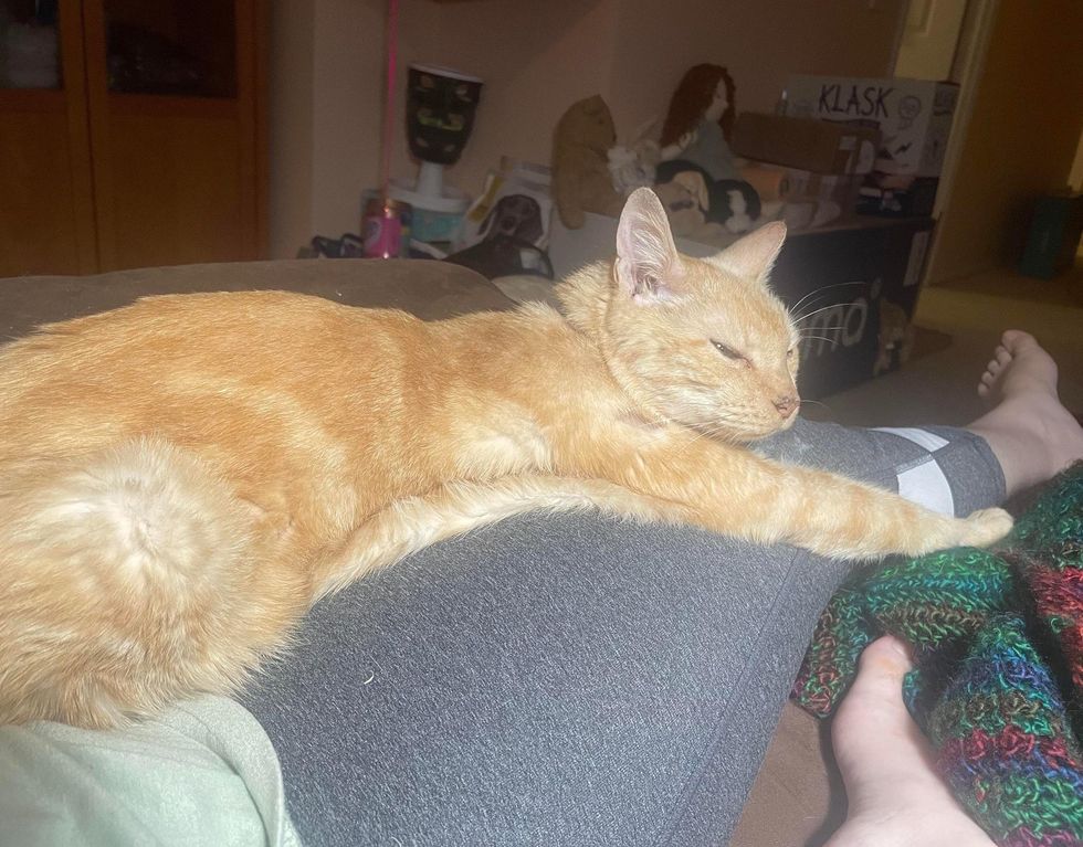 orange lap cat