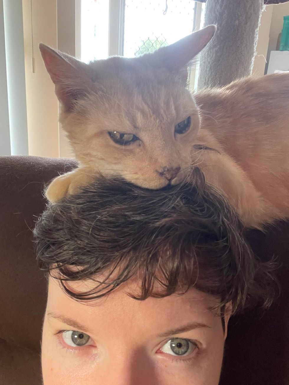 14yearold Cat So Happy to Be Doted on Again, He Turns into a 'Velcro