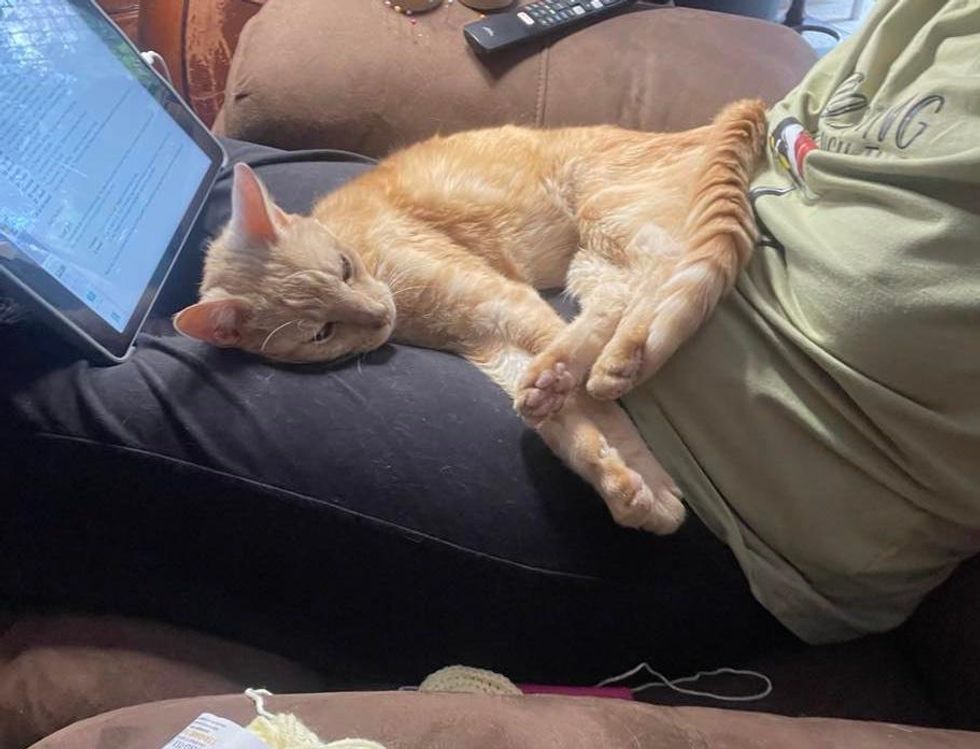 snuggly lap cat