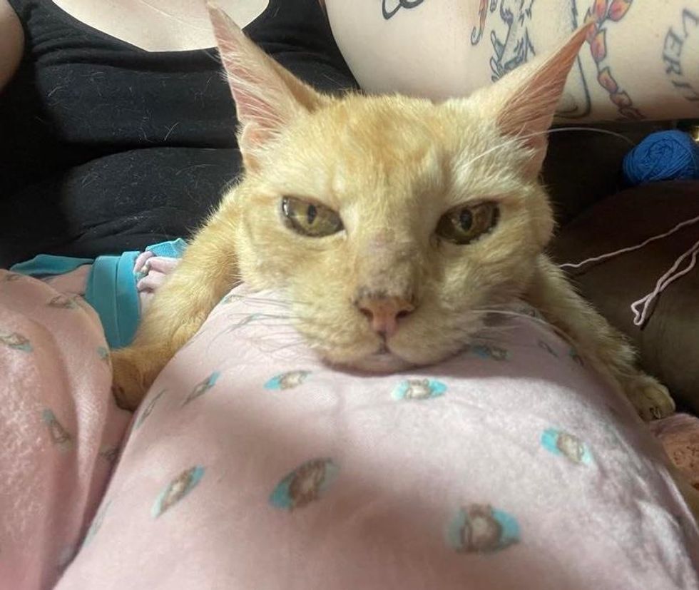 14yearold Cat So Happy to Be Doted on Again, He Turns into a 'Velcro