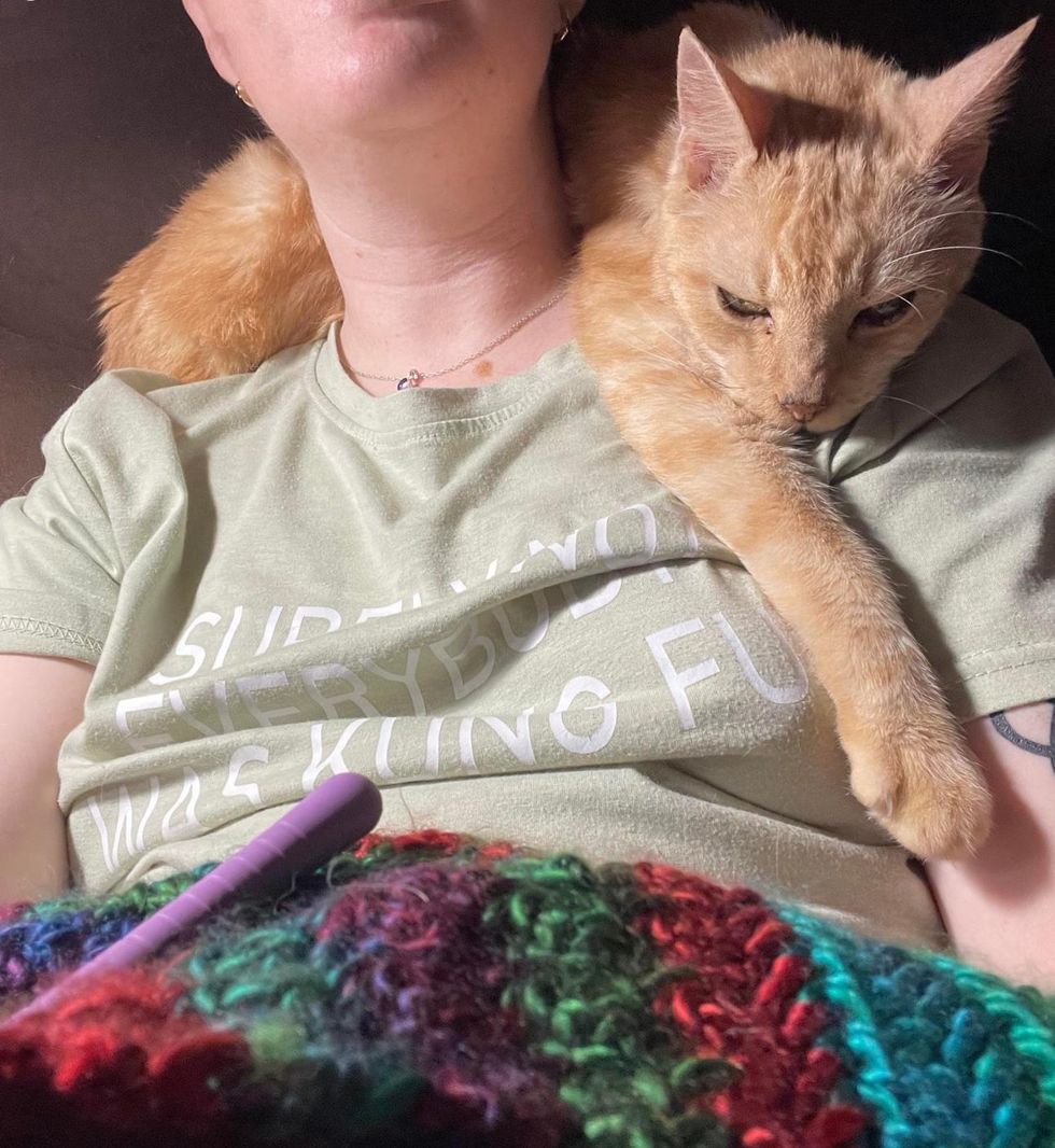 affectionate shoulder cat, orange tabby