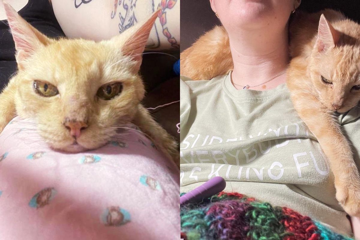 14-year-old Cat So Happy to Be Doted on Again, He Turns into a 'Velcro Cat'