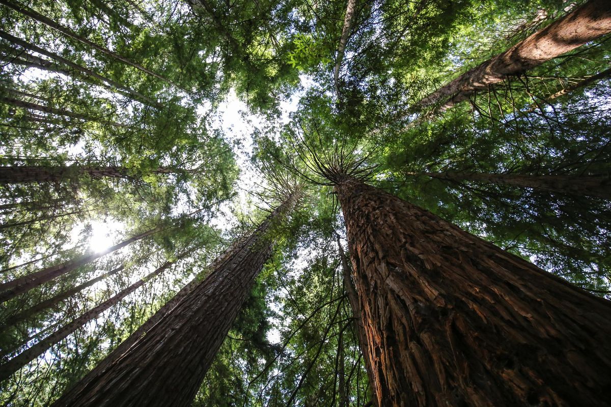 Verrà il giorno della vendetta degli alberi