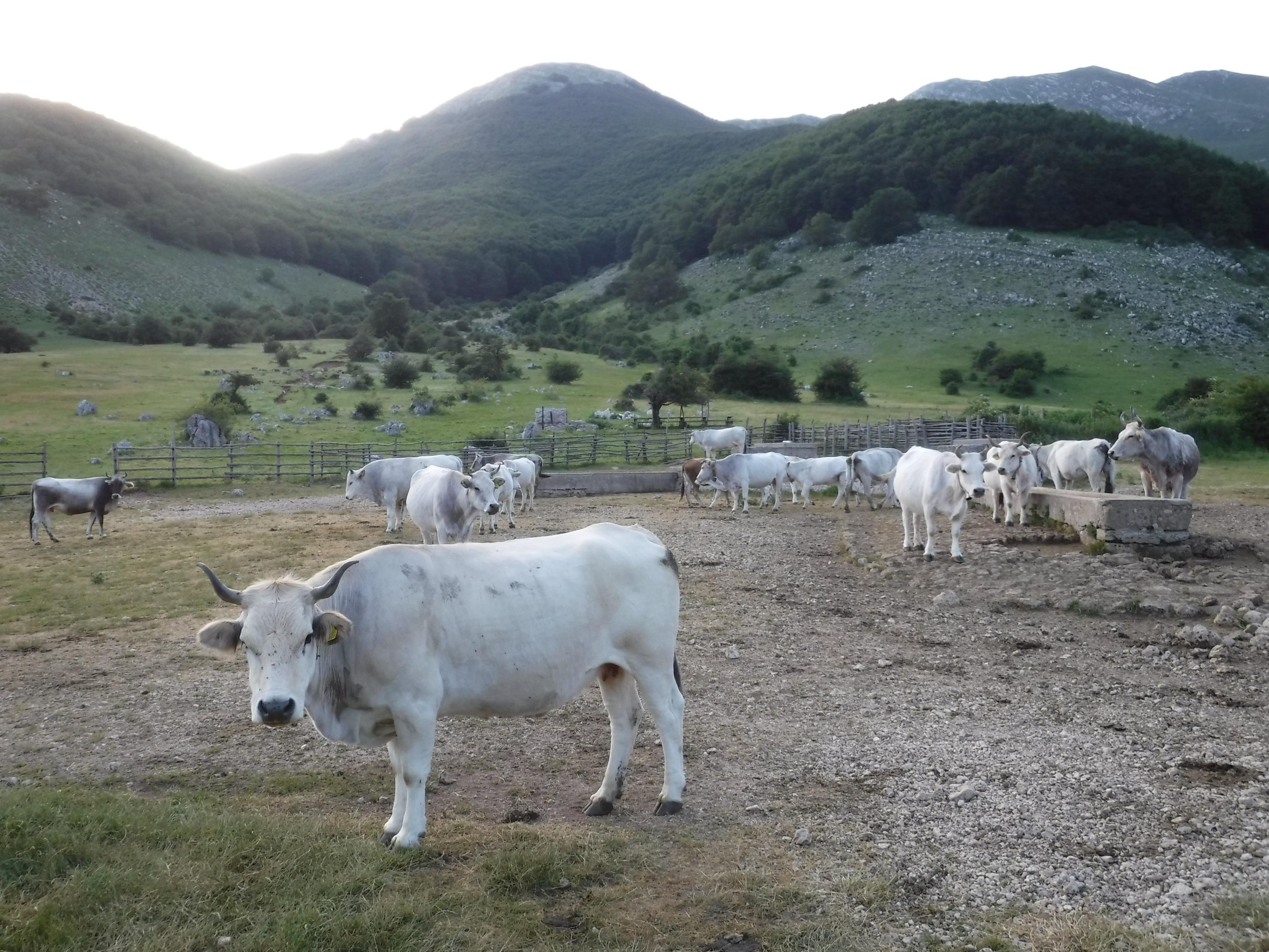 Psicosi pandemia pure sulle bufale. Abbattuti 140.000 esemplari sani