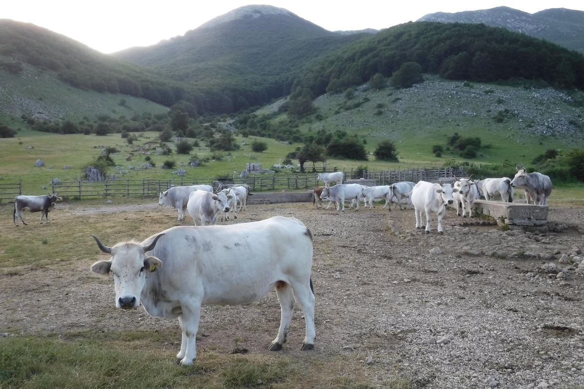 Psicosi pandemia pure sulle bufale. Abbattuti 140.000 esemplari sani