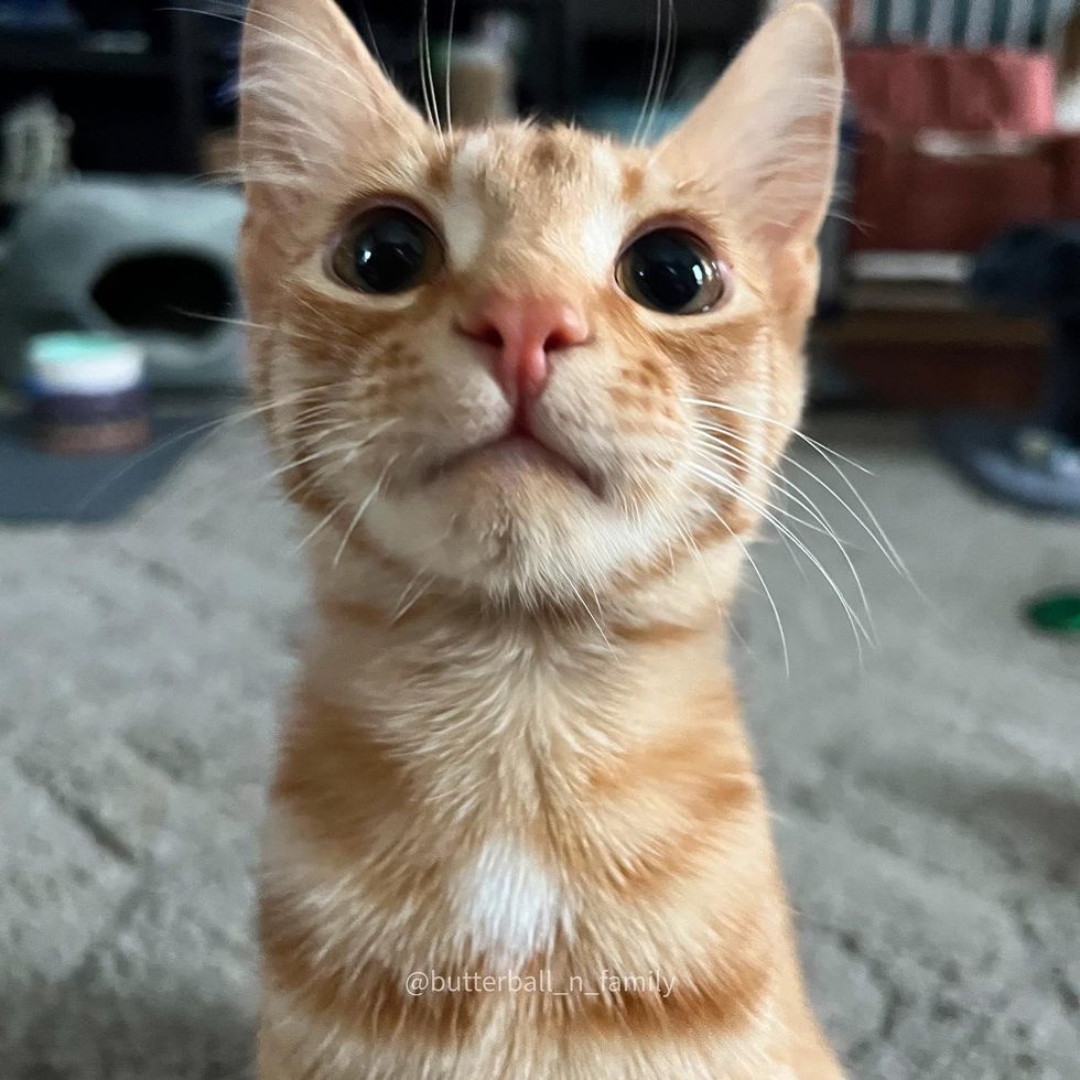 big eyed cat