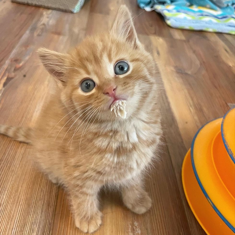 orange tabby kitten, milkstache