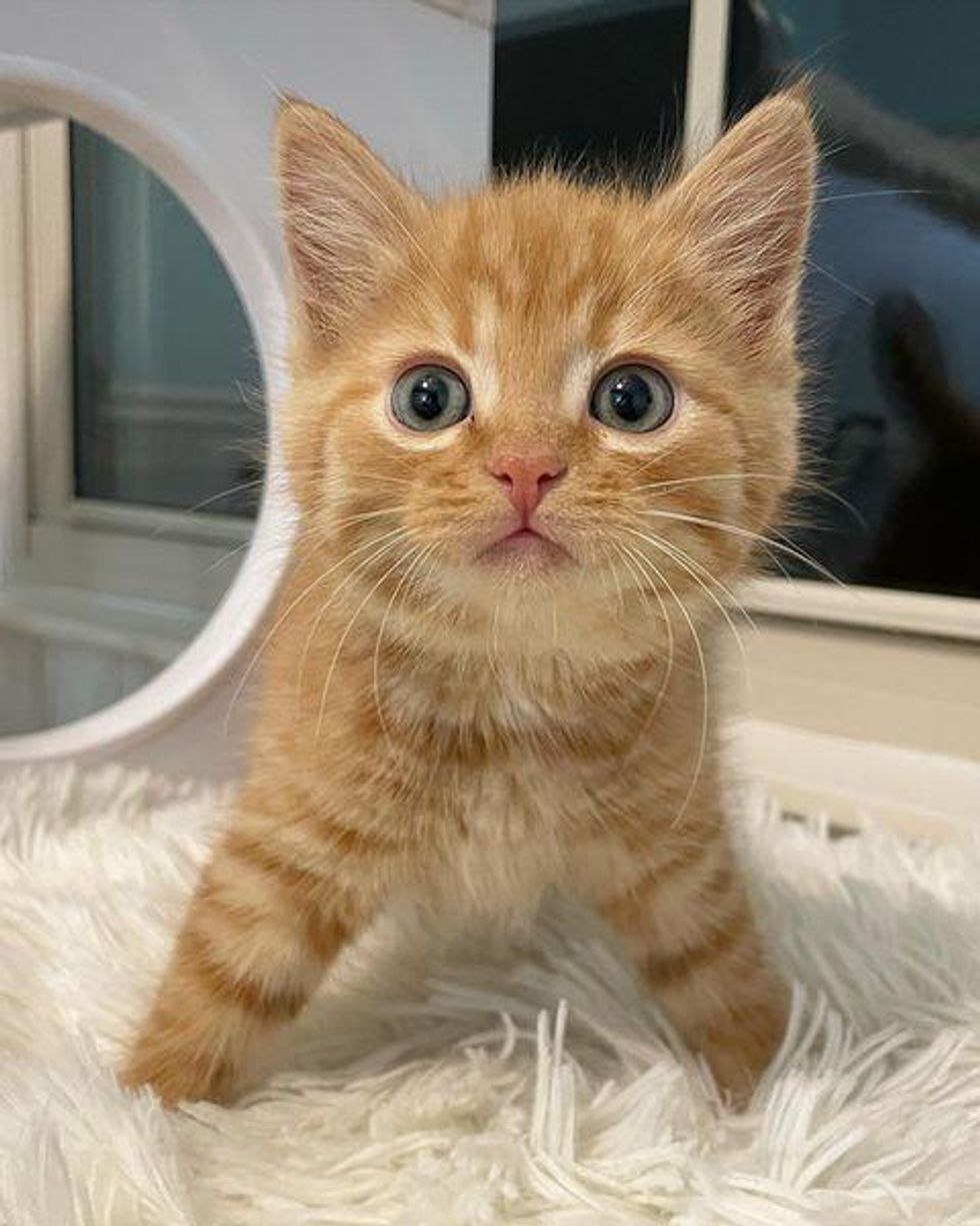 cute tabby orange kitten