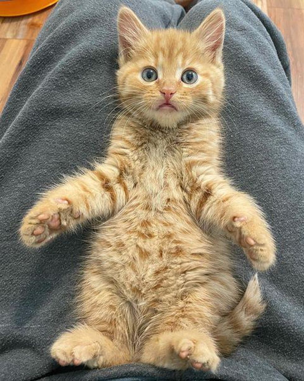 fluffy lap kitten