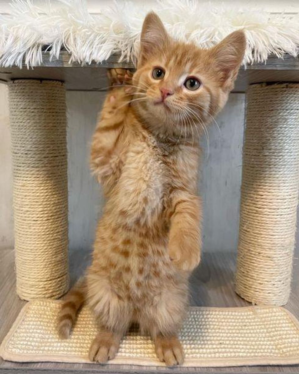 standing kitten cat