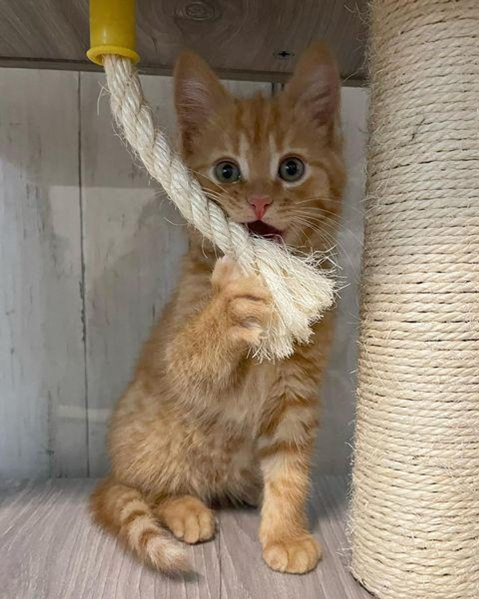 orange tabby kitten