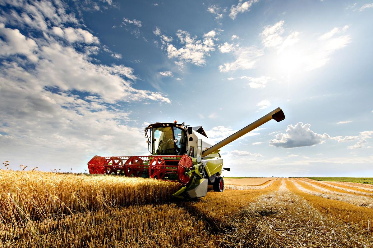 Le Marche allontanano il Dragone. Il grano di qualità torna made in Italy