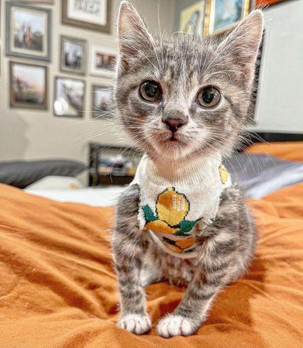 kitten chest plate, kitten vest