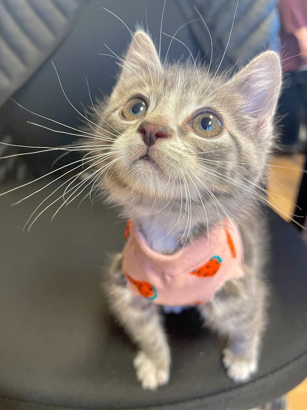 kitten wears vest