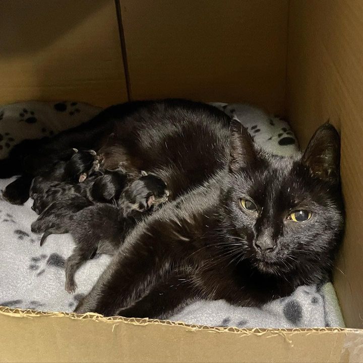 cat newborn kittens