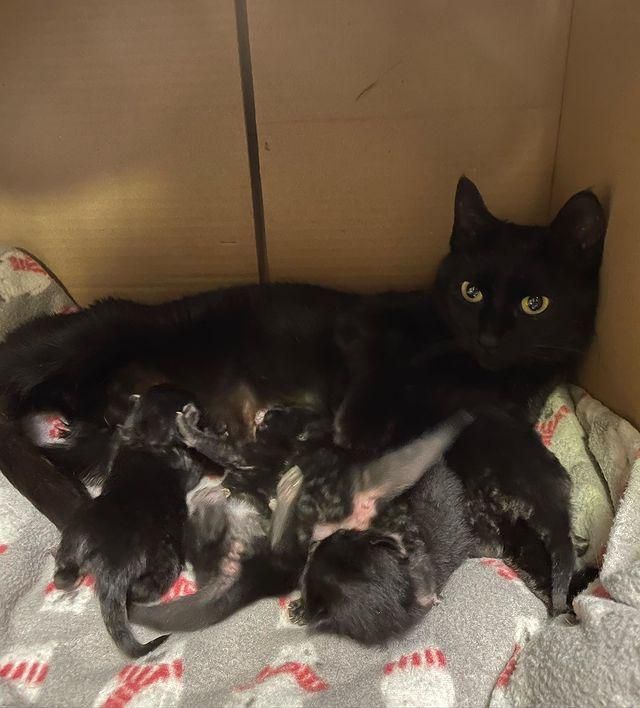 nursing cat kittens