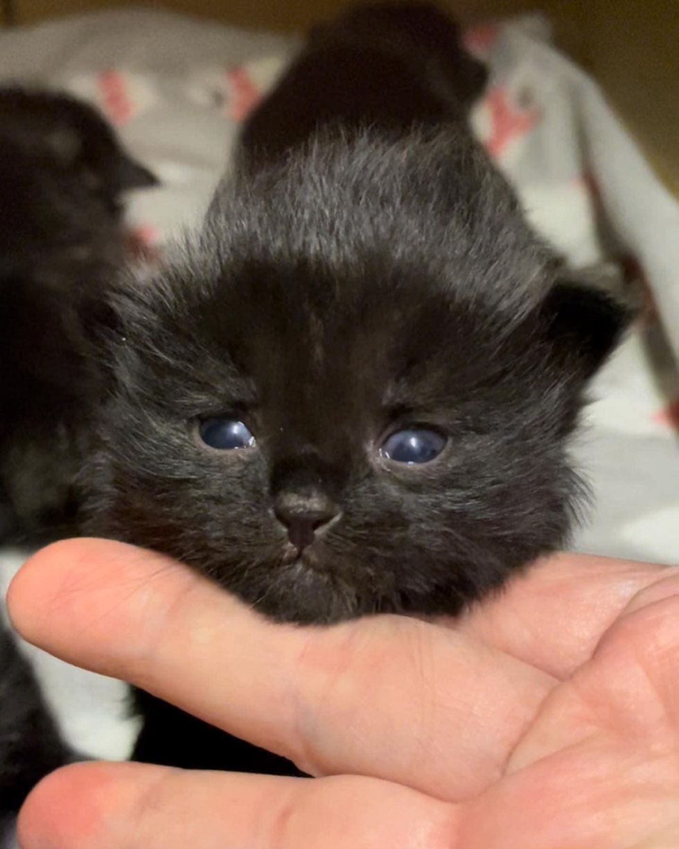 cute black kitten