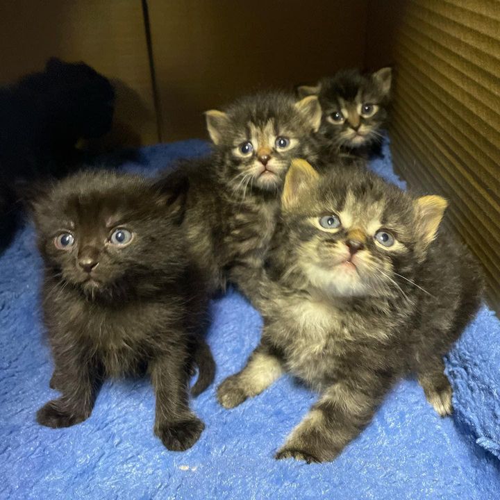 tabby kittens