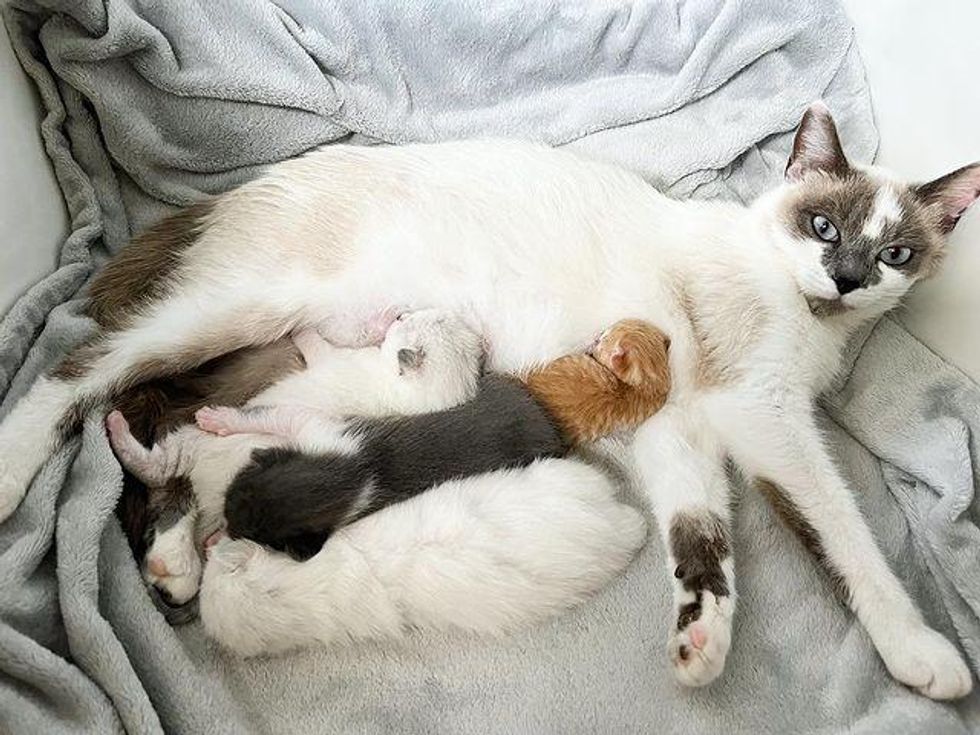 cat mom nursing kittens