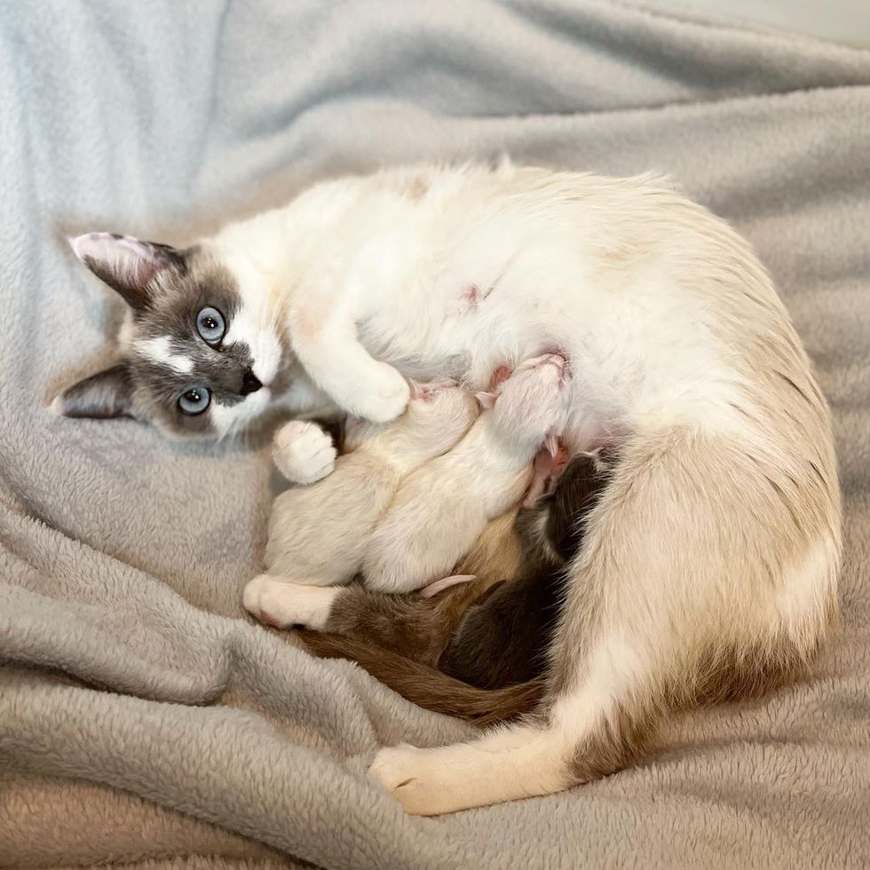 cat kitten newborns