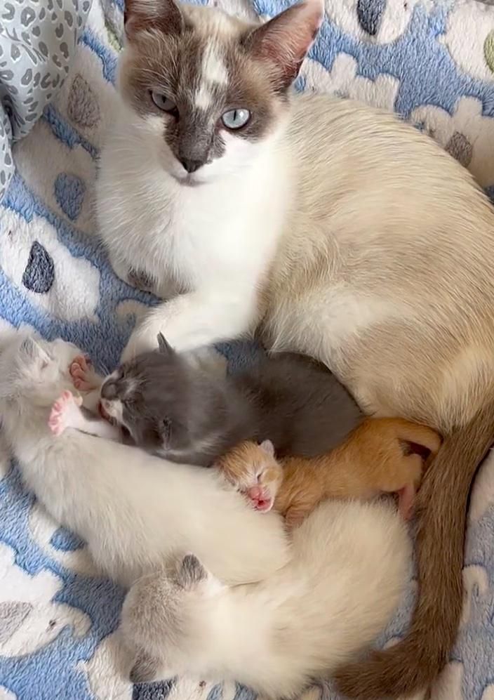 cat adopts kitten