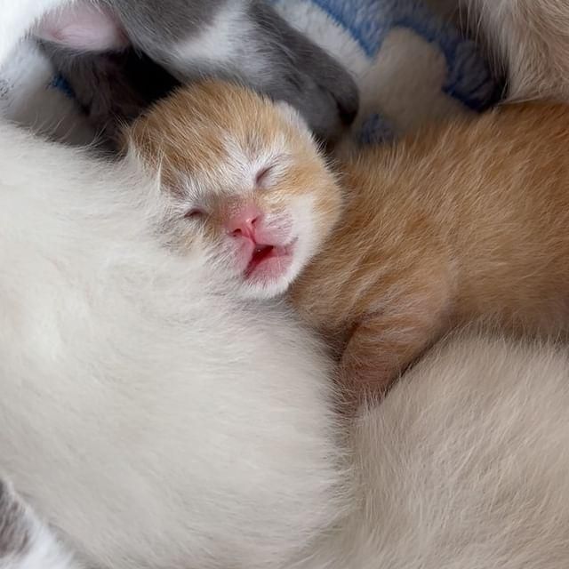sleeping newborn kitten
