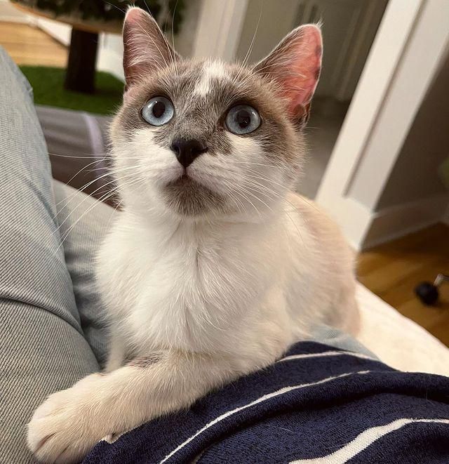 lap cat