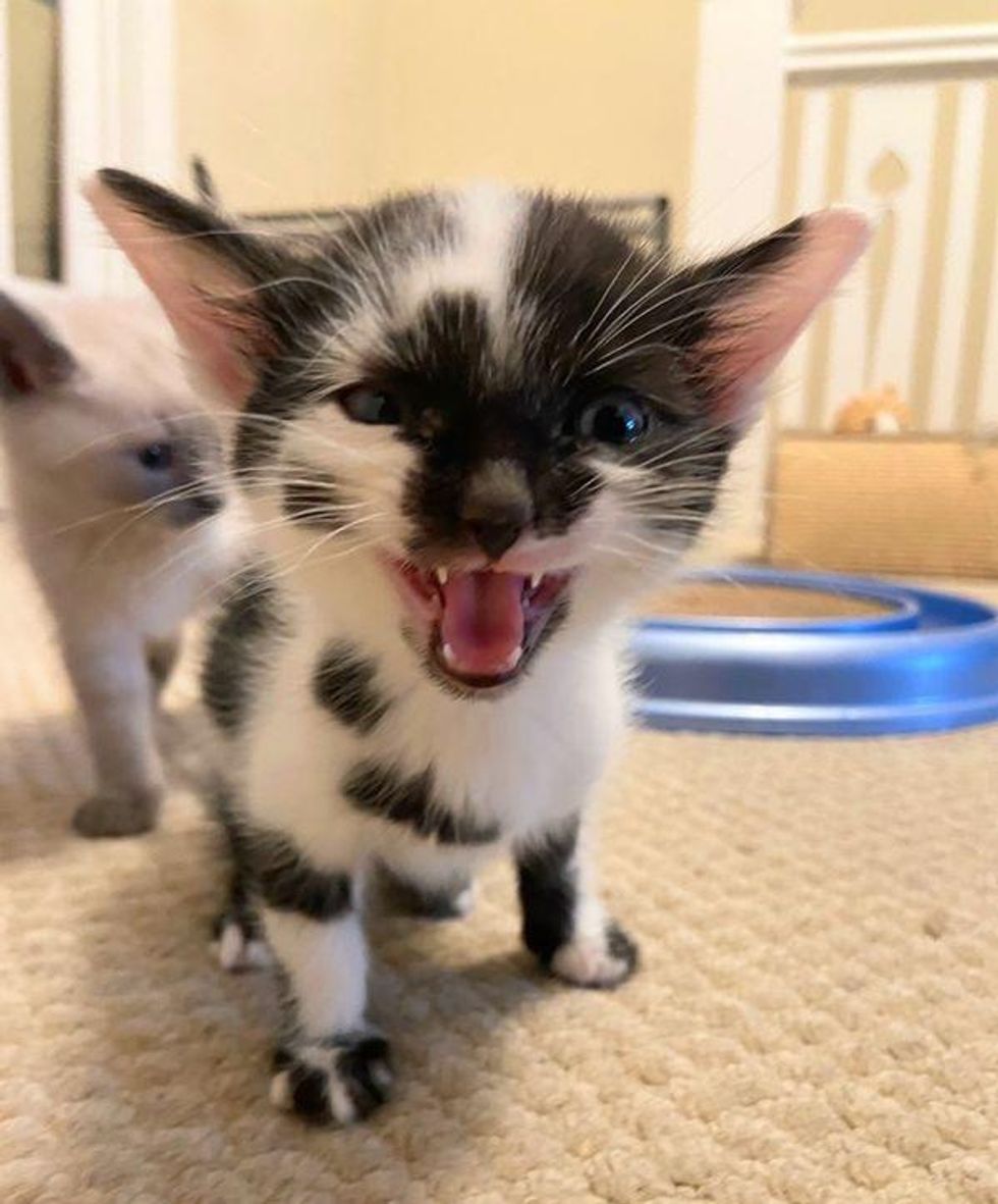 talkative cow kitten