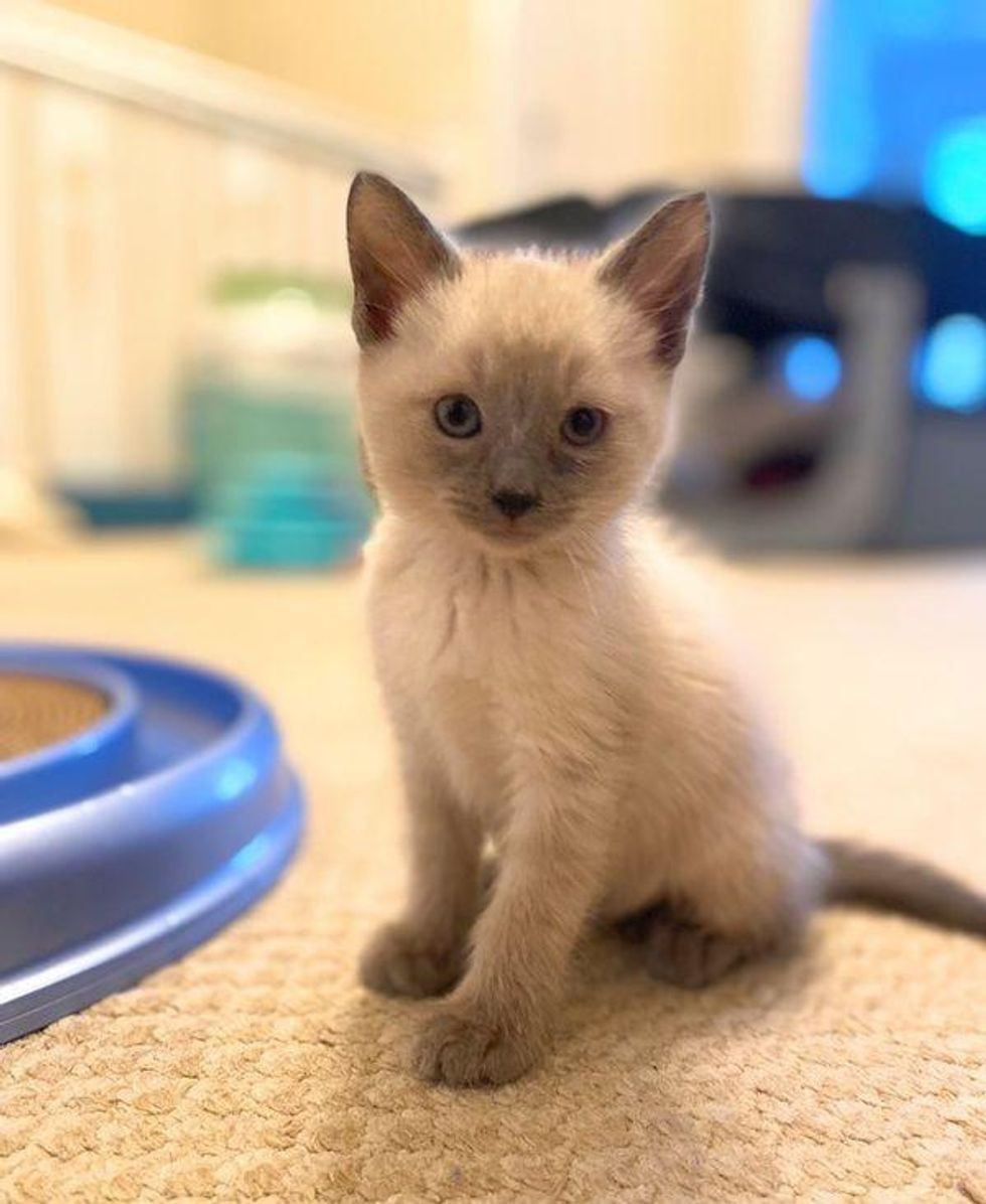 siamese kitten