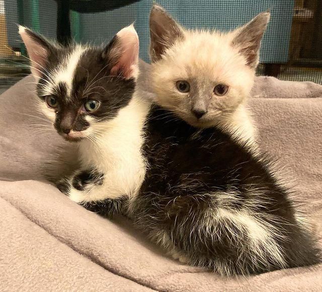 snuggly kittens