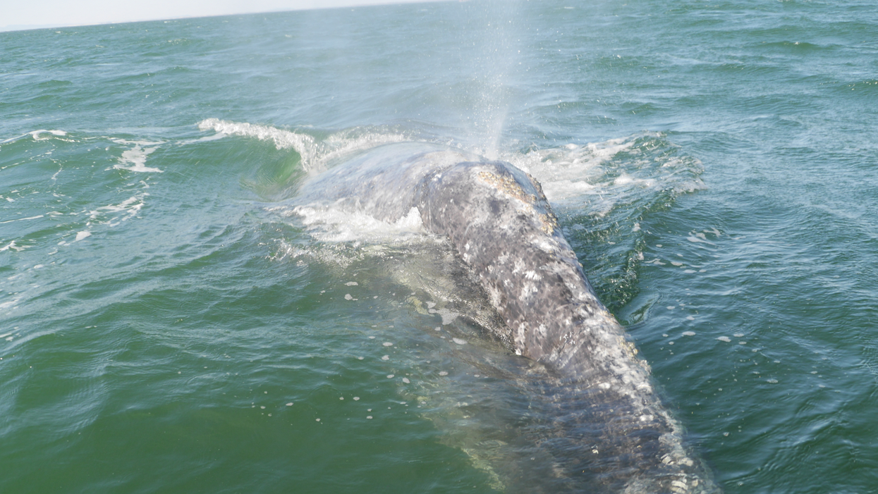 Why Deep Sea Mining Threatens An End To Our Oceans -- And Us