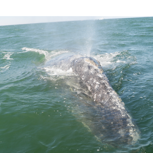 Why Deep Sea Mining Threatens An End To Our Oceans -- And Us