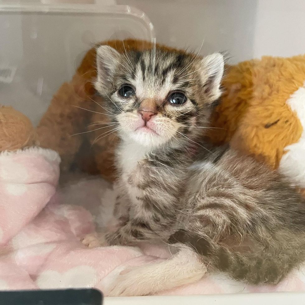 Kitten with 'Elf Ears' Has a Full Belly for the First Time and Turns ...