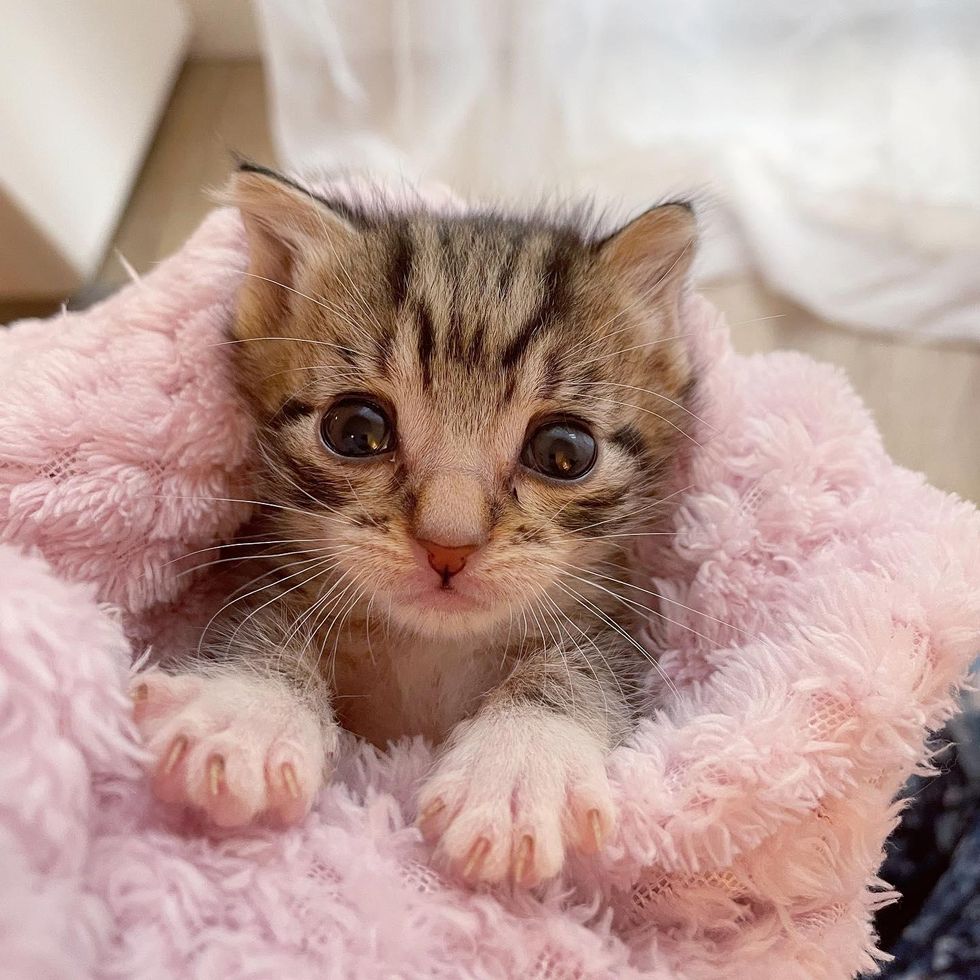 purrito kitten blanket