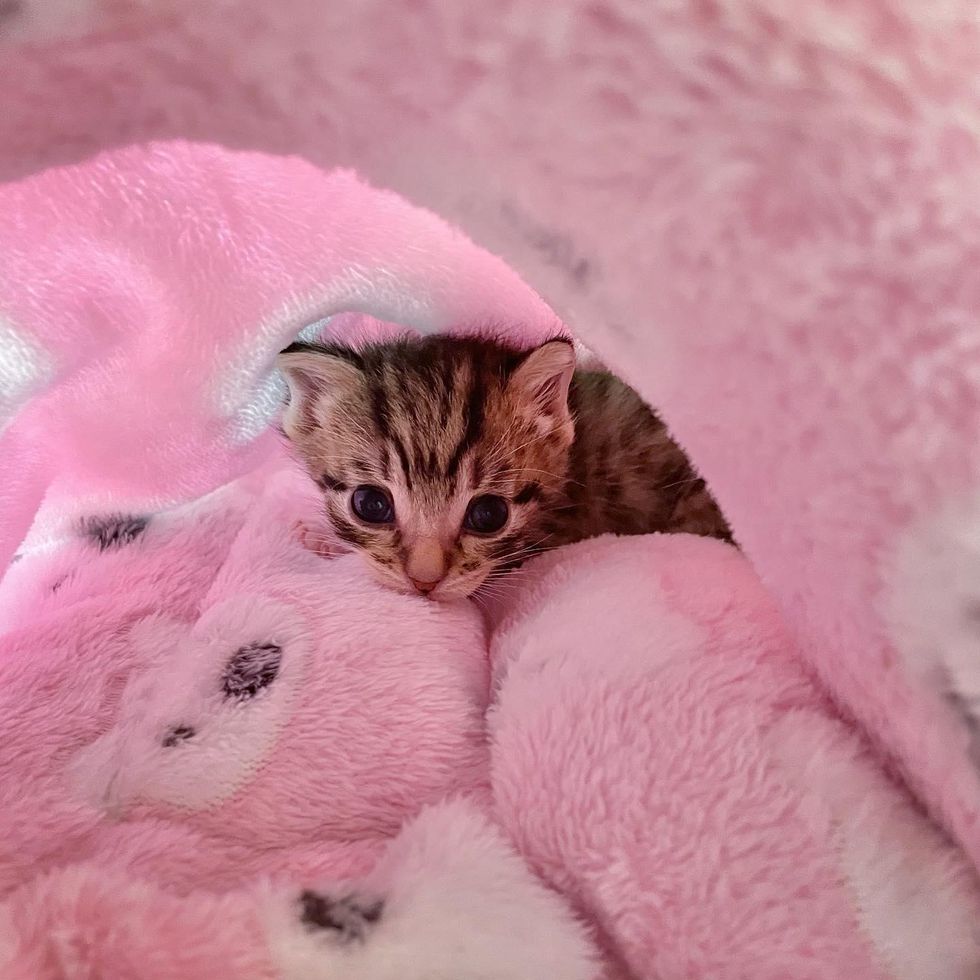 kitten in blanket