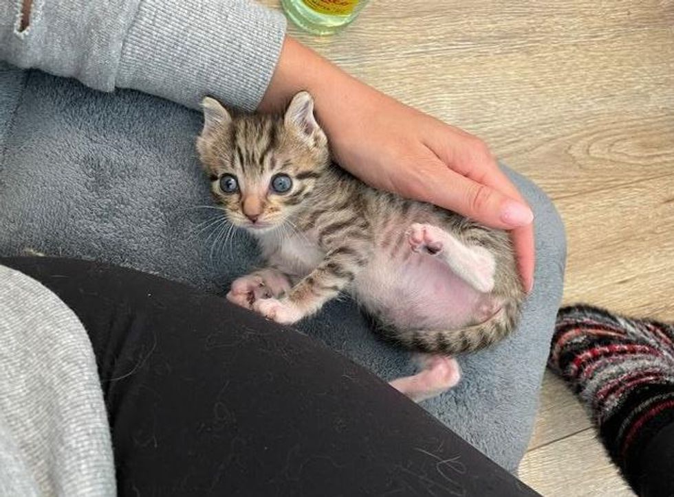 snuggly tabby kitten