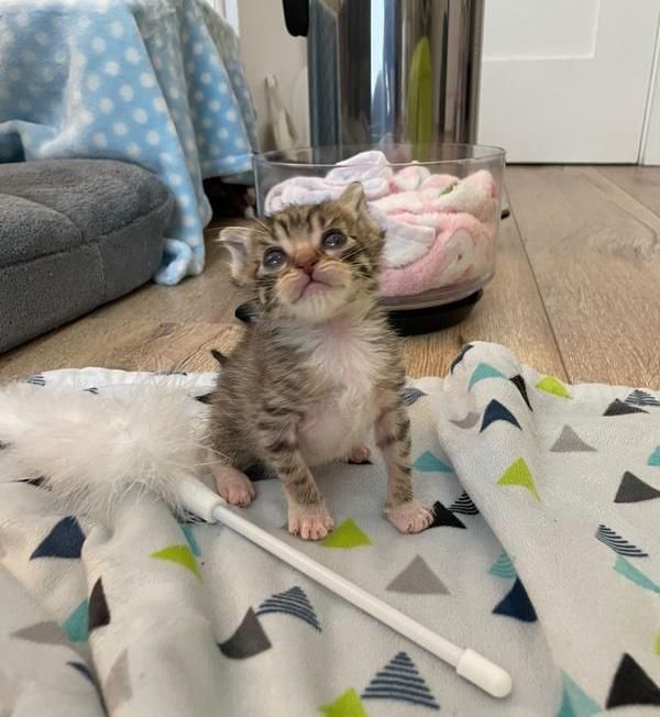 tiny tabby kitten