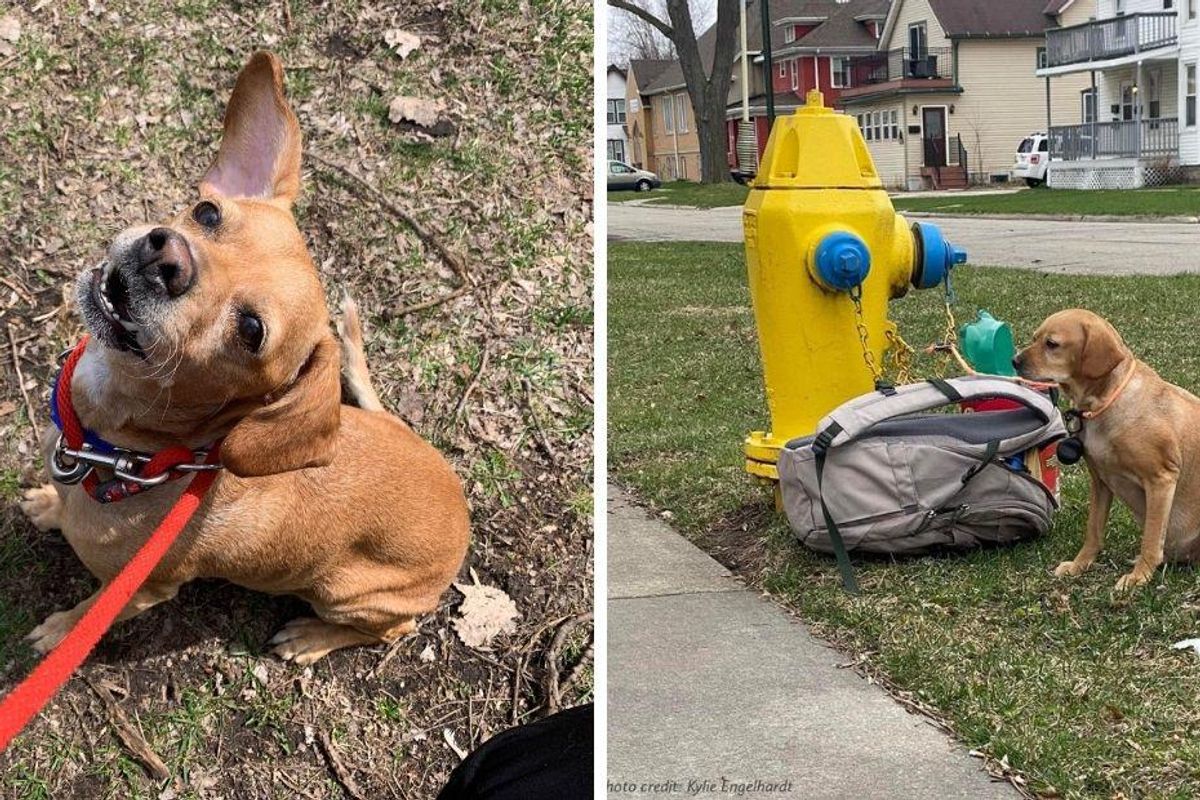 wisconsin dog, dog tied to fire hydrant, baby girl
