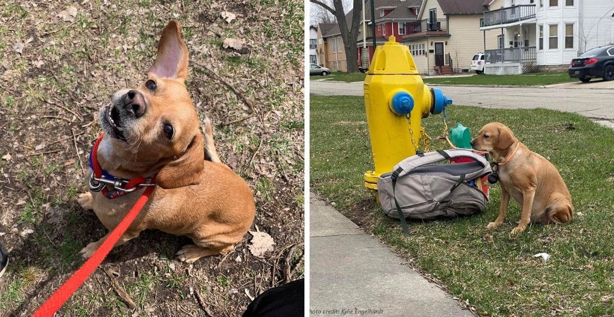 Baby Girl the pup who went viral after being found tied to a fire