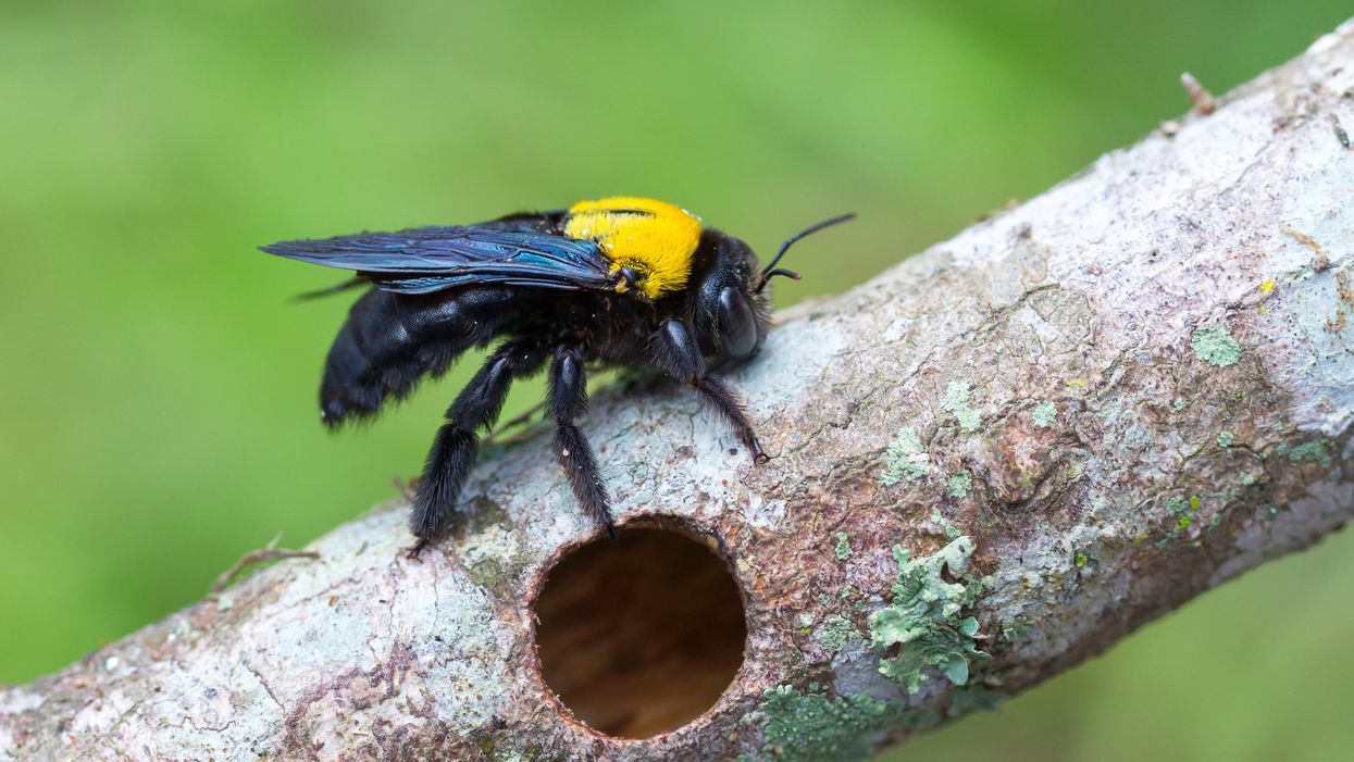 This trap will help prevent carpenter bees from damaging your home