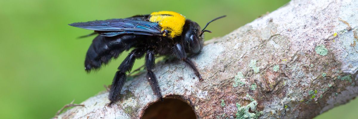does tobacco draw out bee sting Wet tobacco on a bee sting? These are the weirdest Southern remedies you've  heard