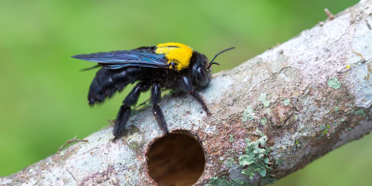 does tobacco help with wasp stings What To Do After A Sting And How To Prevent It Wet tobacco on a bee