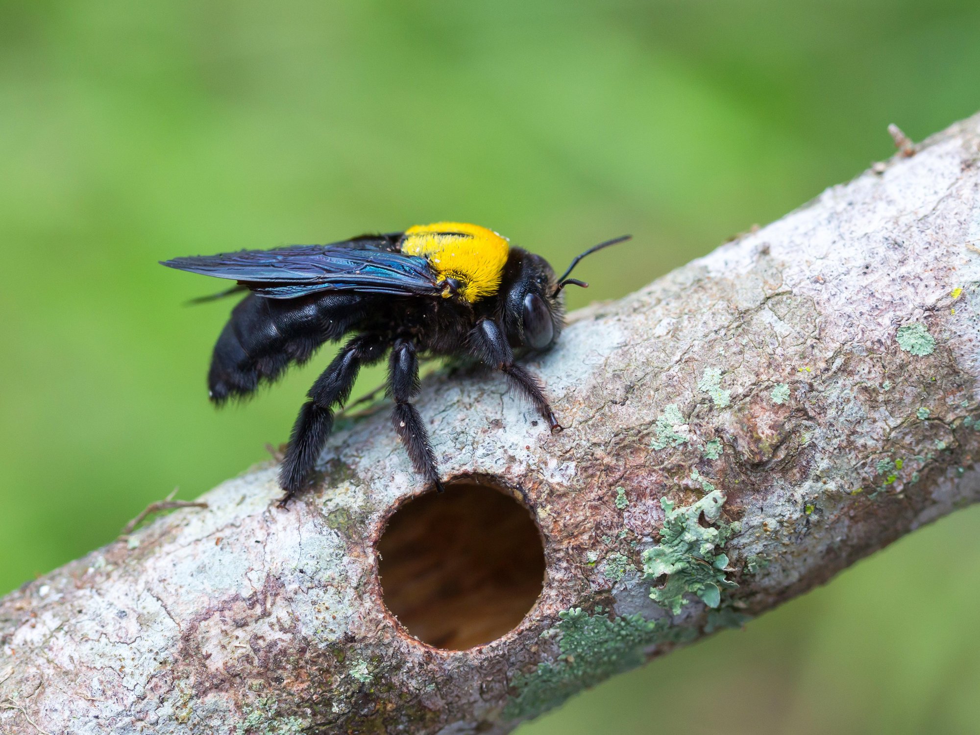 tobacco on wasp sting Wet tobacco on a bee sting? These are the weirdest Southern remedies you've heard tobacco on wasp sting Wet tobacco on a bee sting? These are the weirdest Southern remedies you've heard